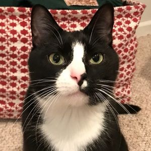 Meet your Posher, Lizzie